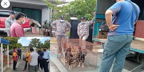 ternak ayam di rumah