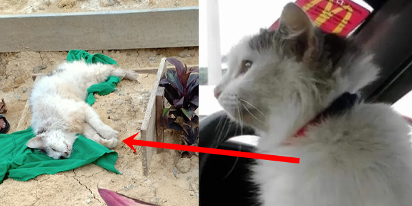 kucing rindukan arwah